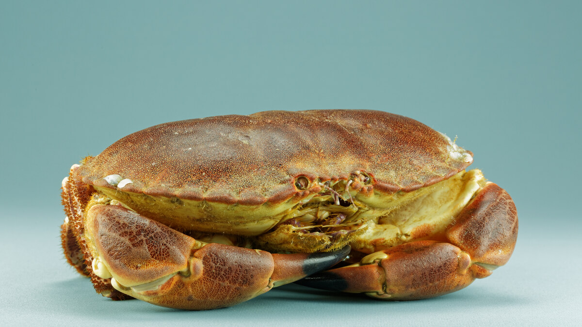 Tourteau vivant ou crabe dormeur entier avant cuisson à l’eau salée