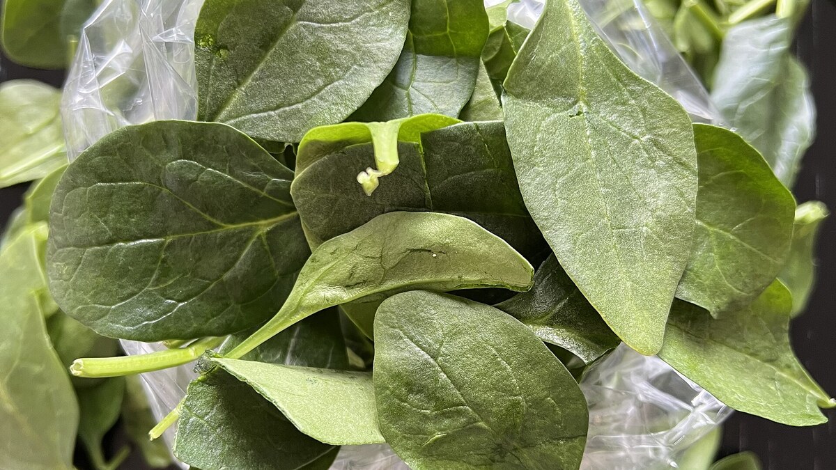 Épinards frais lavés avant cuisson rapide à la poêle ou à la vapeur